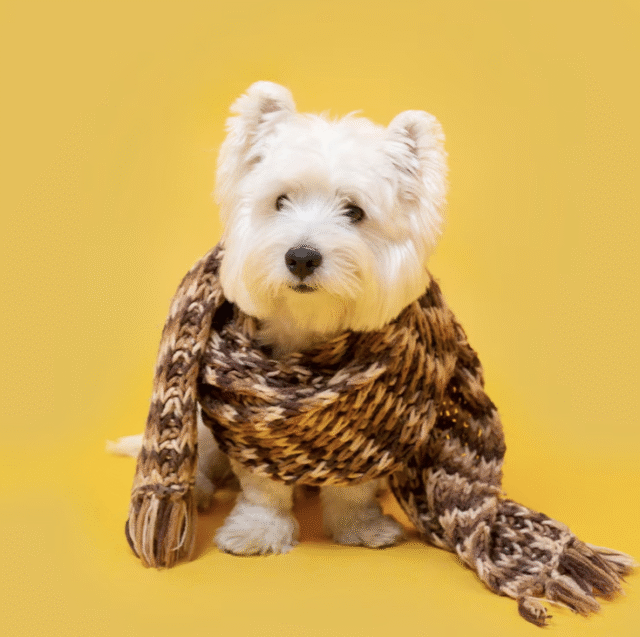 Winter’s coming… how to prepare your dog for the cooler weather